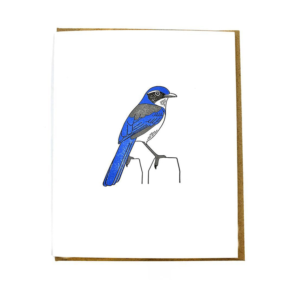 Card - Blue Jay Letterpress by Green Bird Press