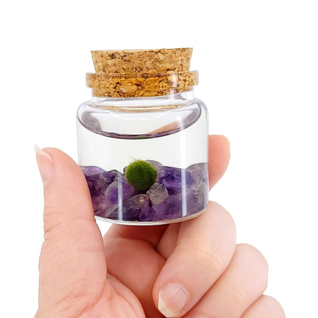 Plant Pet - Small - Rico Moss Ball with Amethyst by Moss Amigos