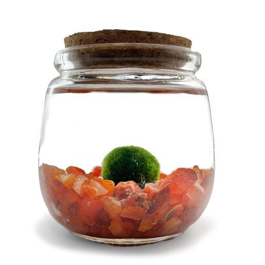 Plant Pet - Medium - Chico Moss Ball with Carnelian by Moss Amigos