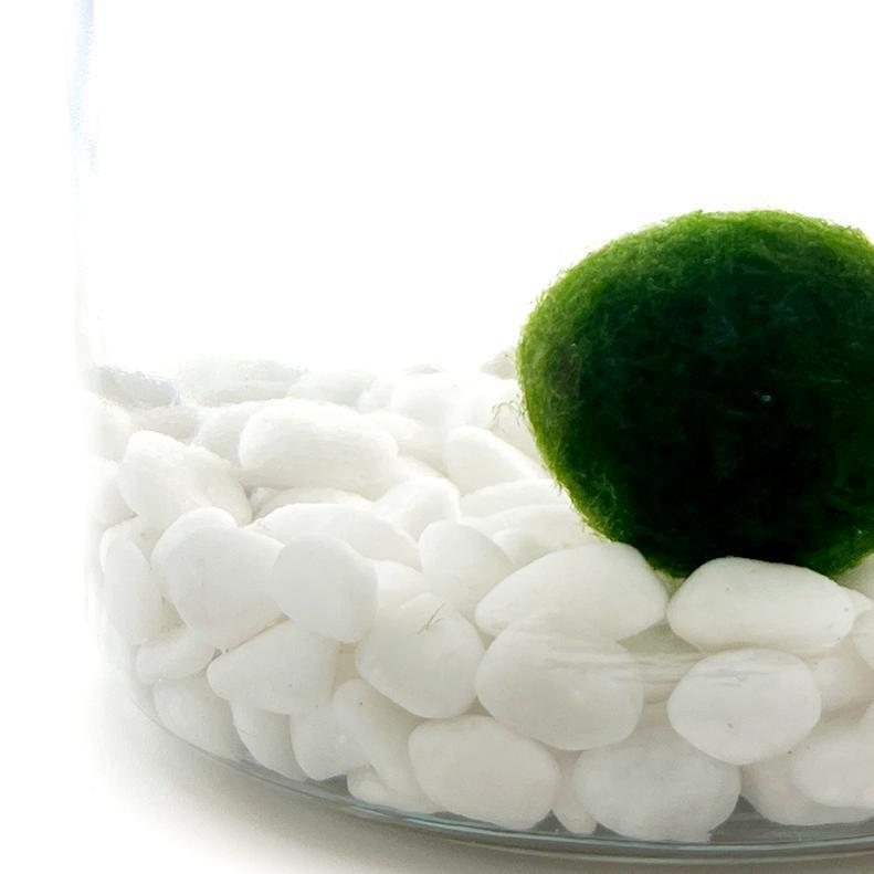 Plant Pet - Medium - Chico Moss Ball with Classic White Stone by Moss Amigos