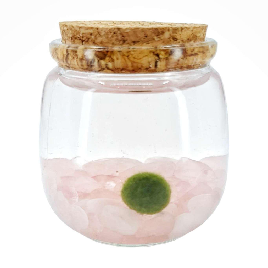 Plant Pet - Medium - Chico Moss Ball with Rose Quartz by Moss Amigos