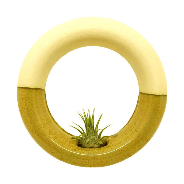 Planter - Medium Sweet Roll in Pistachio by Barro Studio