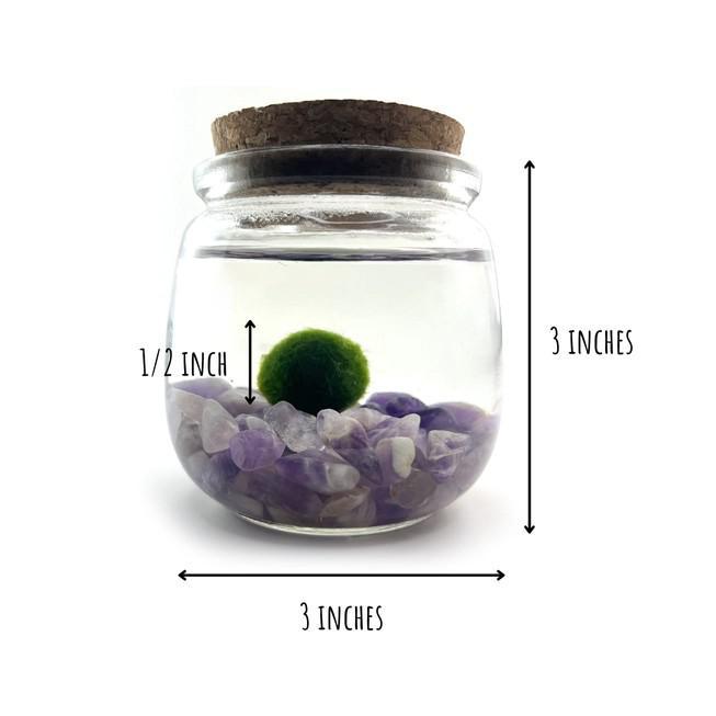 Plant Pet - Medium - Chico Moss Ball with Amethyst by Moss Amigos