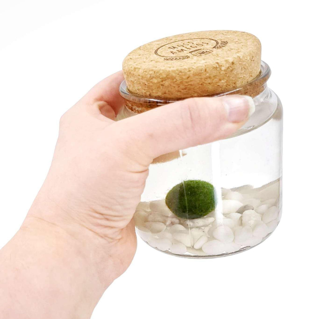 Plant Pet - Large - Amigo Moss Ball with Classic White Stone by Moss Amigos