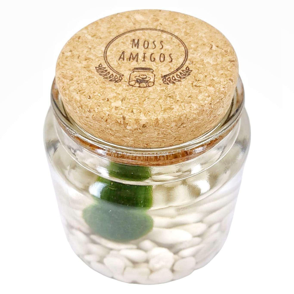 Plant Pet - Large - Amigo Moss Ball with Classic White Stone by Moss Amigos