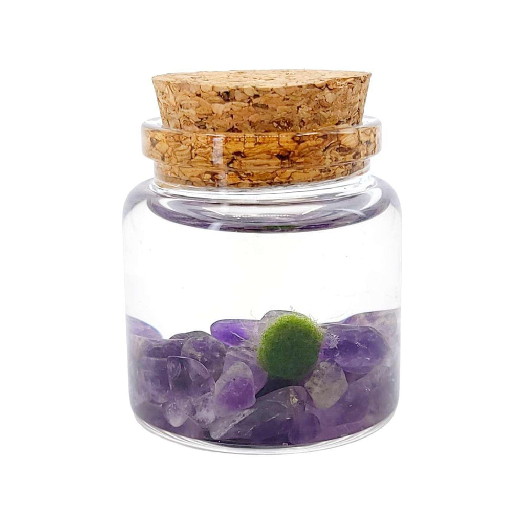 Plant Pet - Small - Rico Moss Ball with Amethyst by Moss Amigos