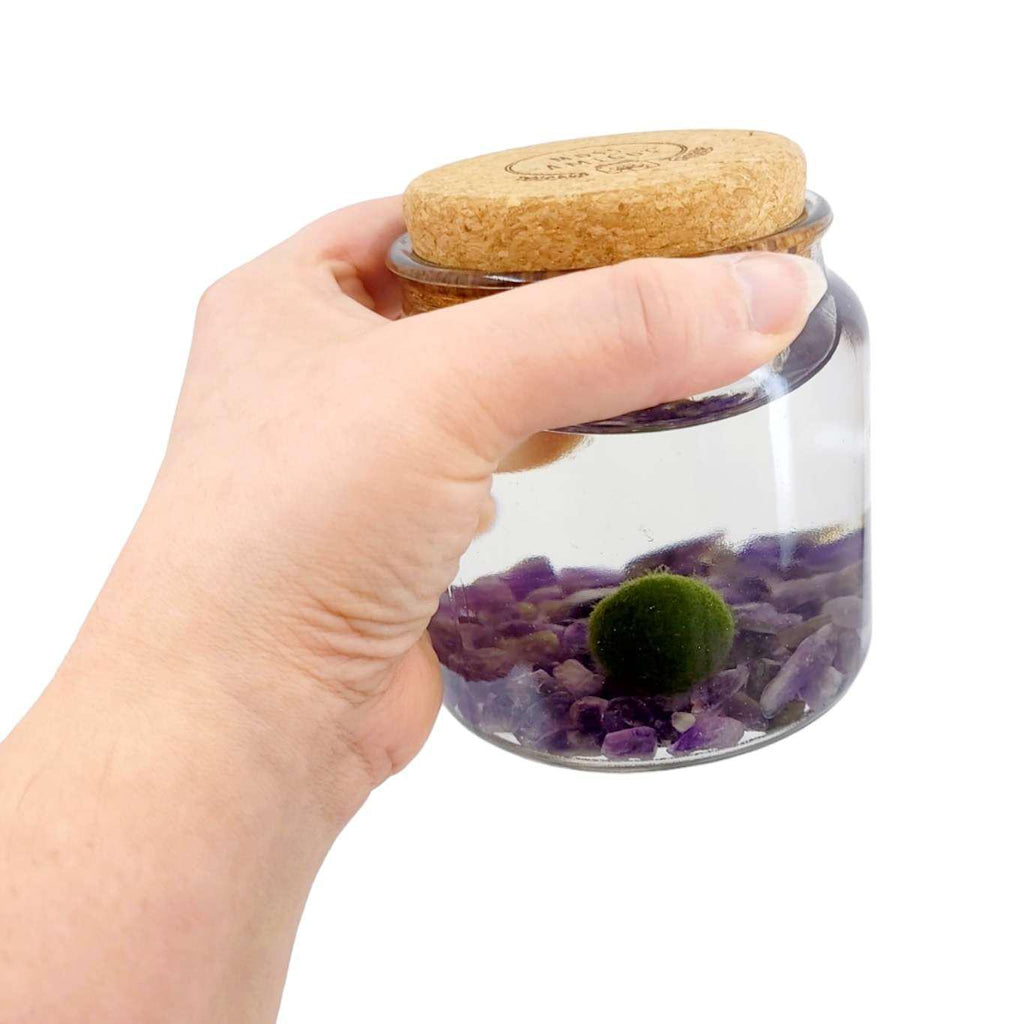 Plant Pet - Large - Amigo Moss Ball with Amethyst by Moss Amigos