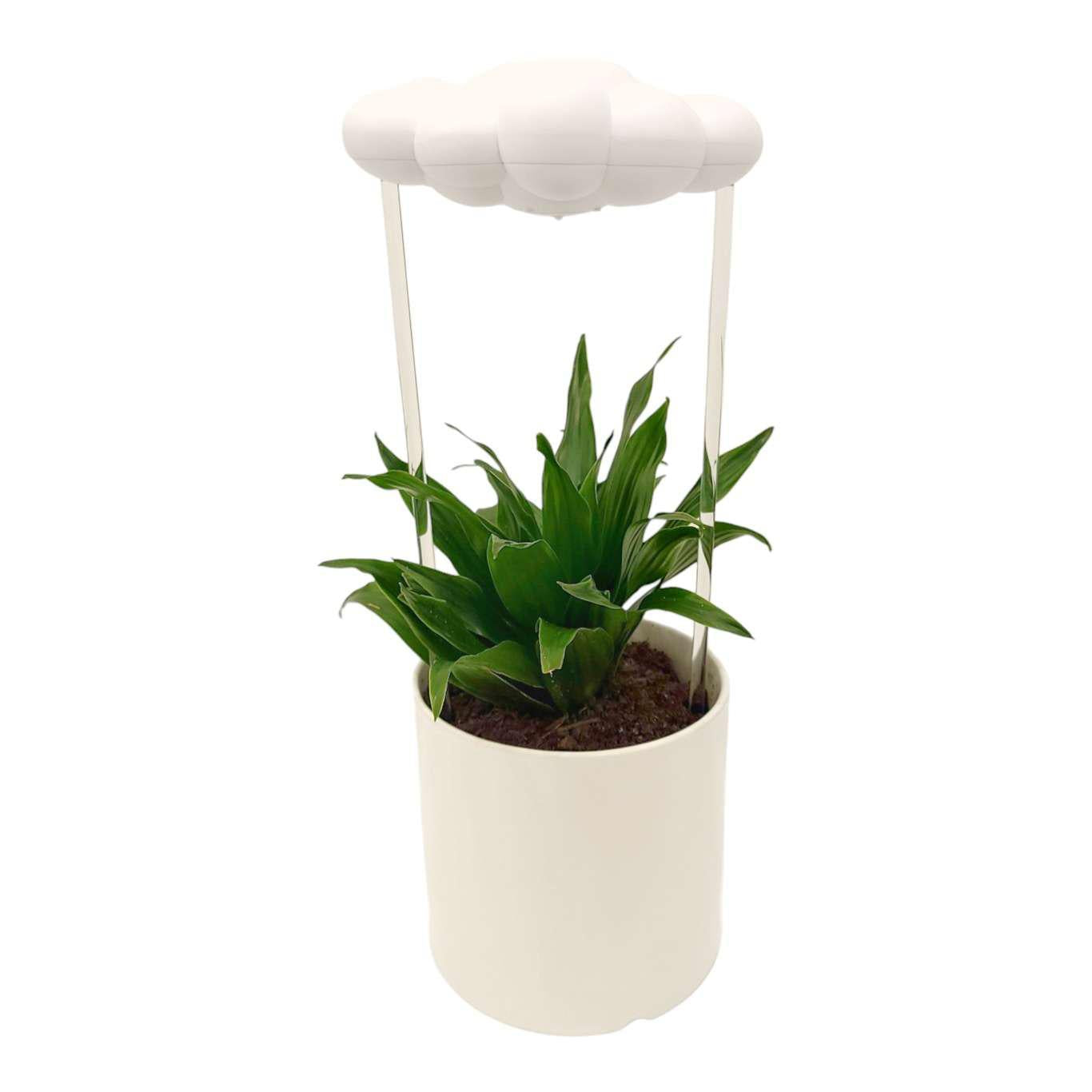 cloud plant pot Plant Waterer - Original White Dripping Rain Cloud by The Cloud Makers