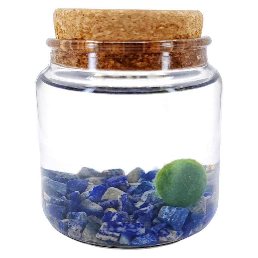 Plant Pet - Large - Amigo Moss Ball with Lapis Lazuli by Moss Amigos