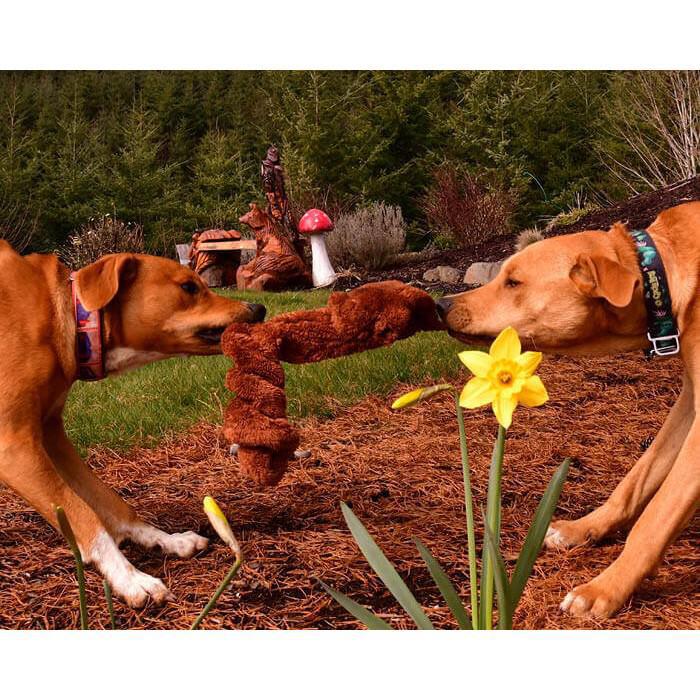 Dog Toy - Duraplush Springy Squirrel by Cycle Dog