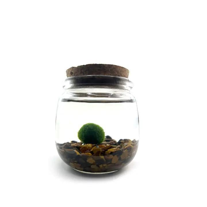 Plant Pet - Medium - Chico Moss Ball with Tiger's Eye by Moss Amigos