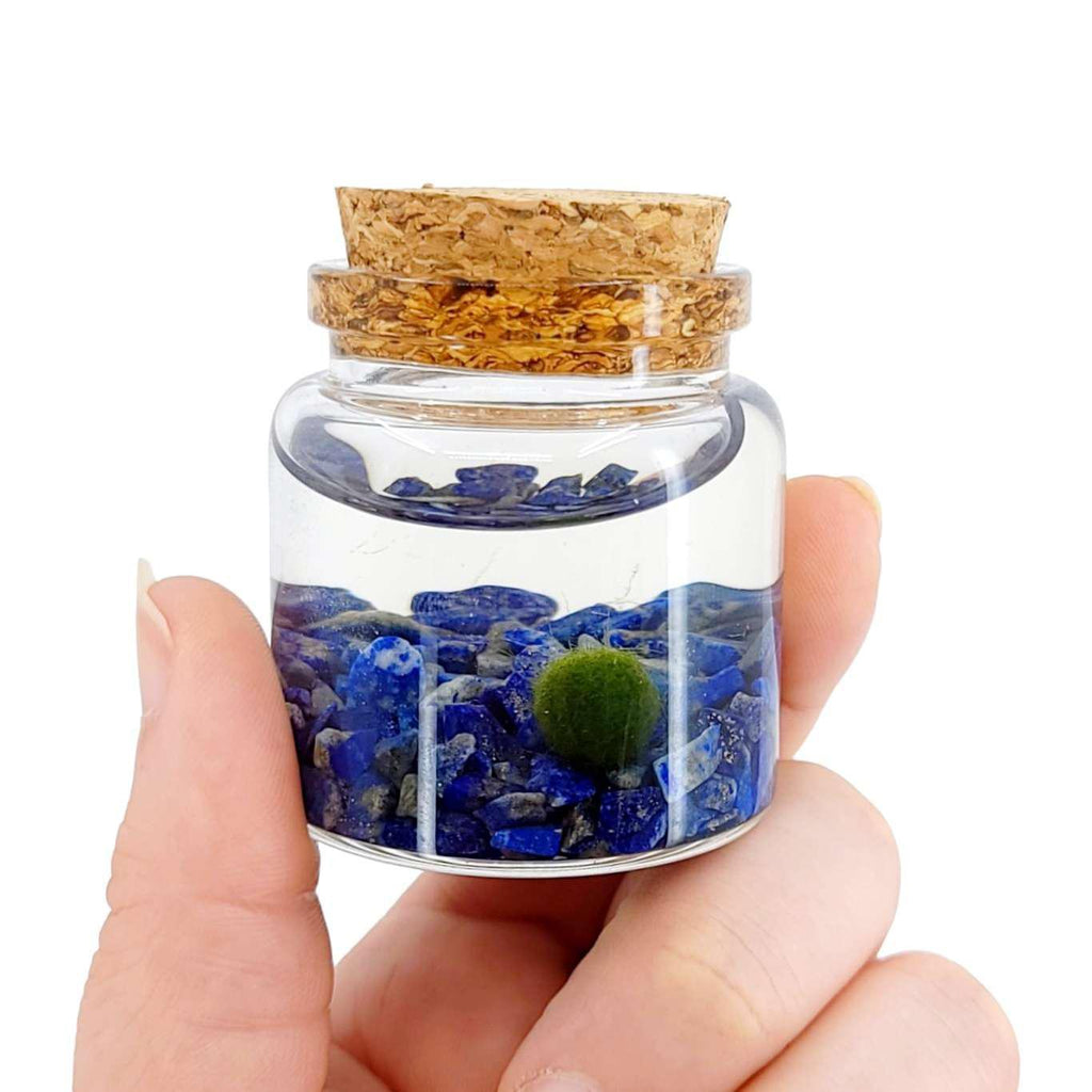 Plant Pet - Small - Rico Moss Ball with Lapis Lazuli by Moss Amigos