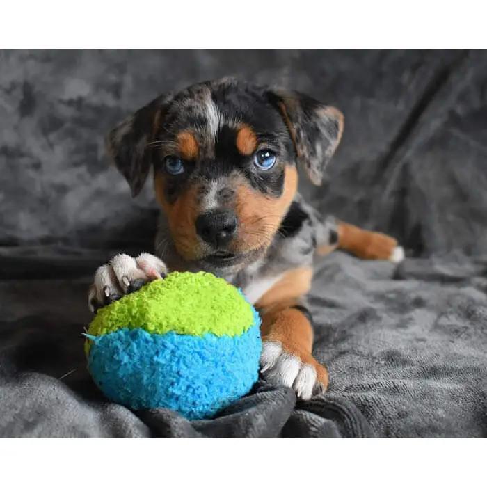 Dog Toy - Duraplush Fuzzball (Small or Medium) by Cycle Dog