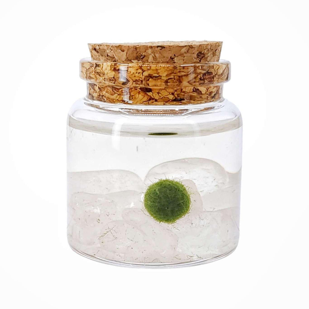 Plant Pet - Small - Rico Moss Ball with Clear Quartz by Moss Amigos