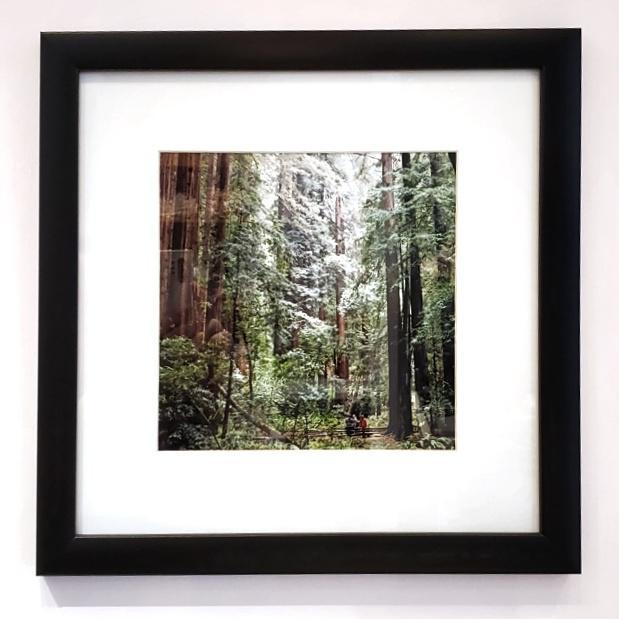 Framed Photo - Muir Woods - Tiny People in Big Places by Michaela Rose