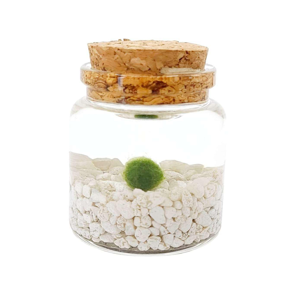 Plant Pet - Small - Rico Moss Ball with Classic White Stone by Moss Amigos