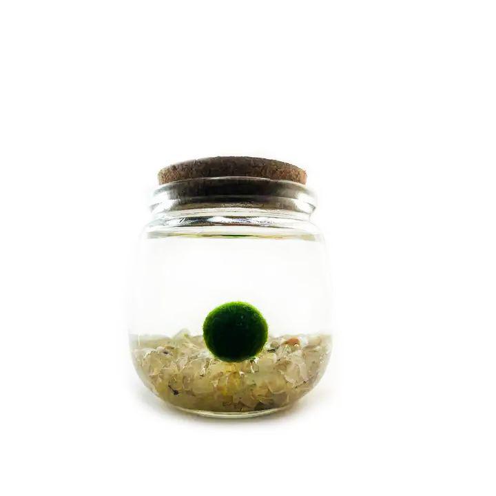 Plant Pet - Medium - Chico Moss Ball with Golden Quartz by Moss Amigos