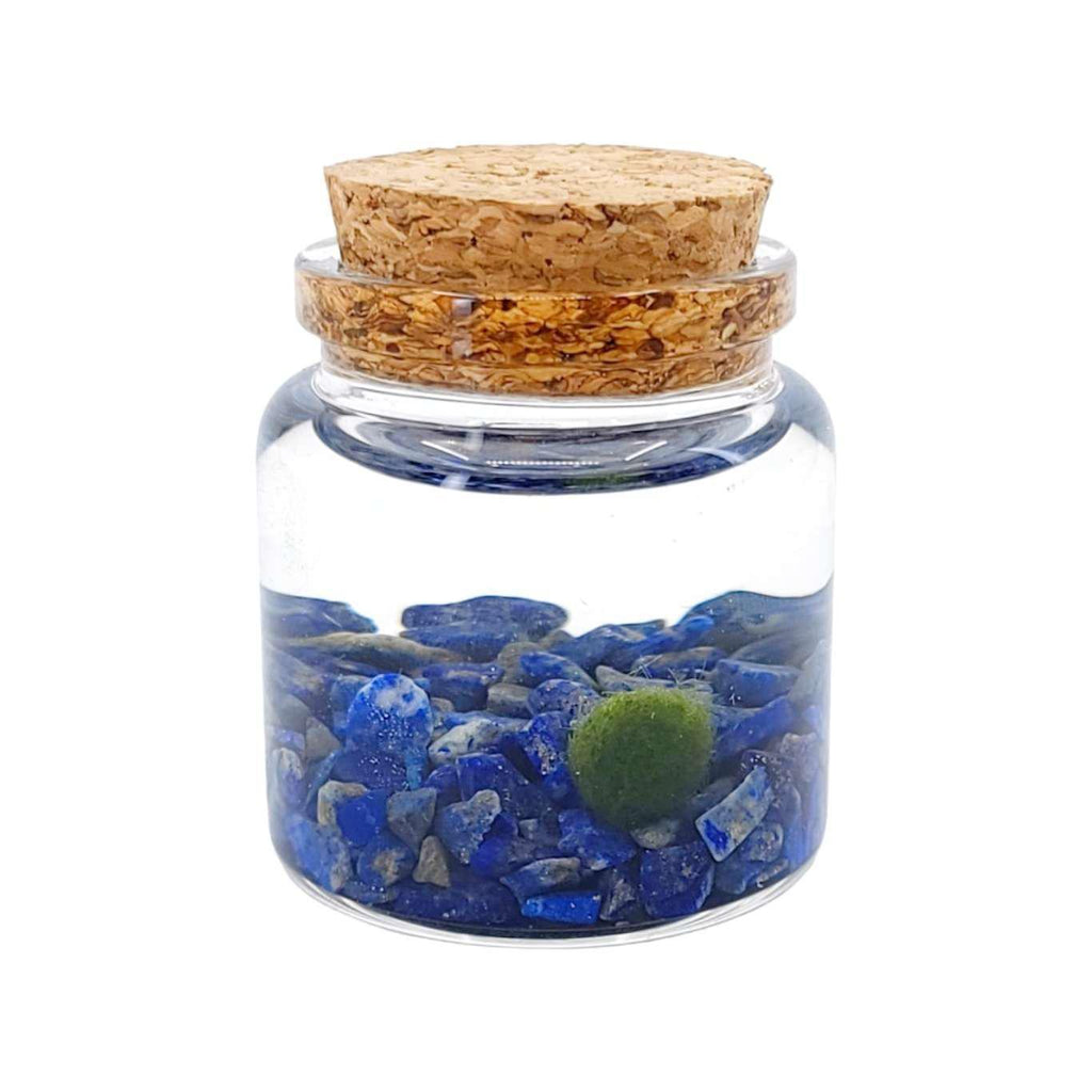 Plant Pet - Small - Rico Moss Ball with Lapis Lazuli by Moss Amigos