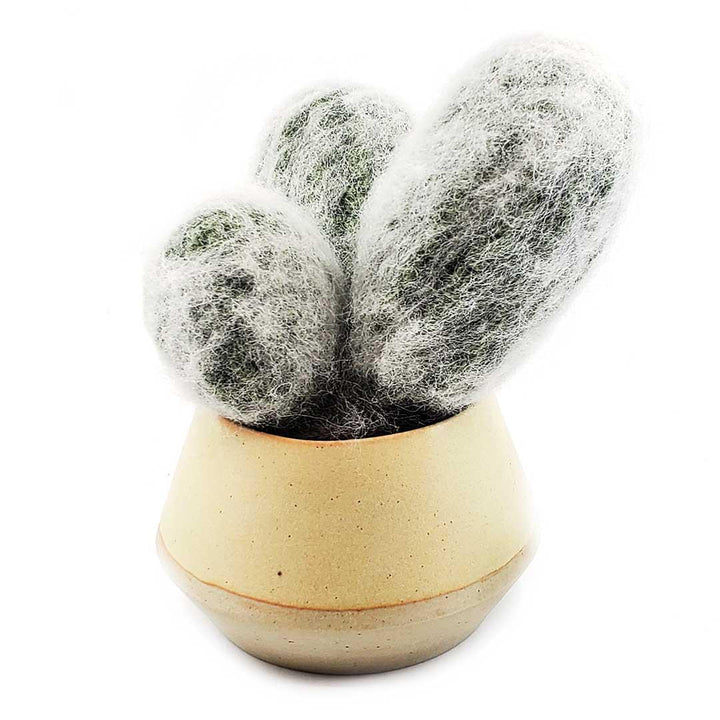 Extra Large Plush Cactus - Espostoa Melanostele Trio in Disc Pot by Hook And Wheel