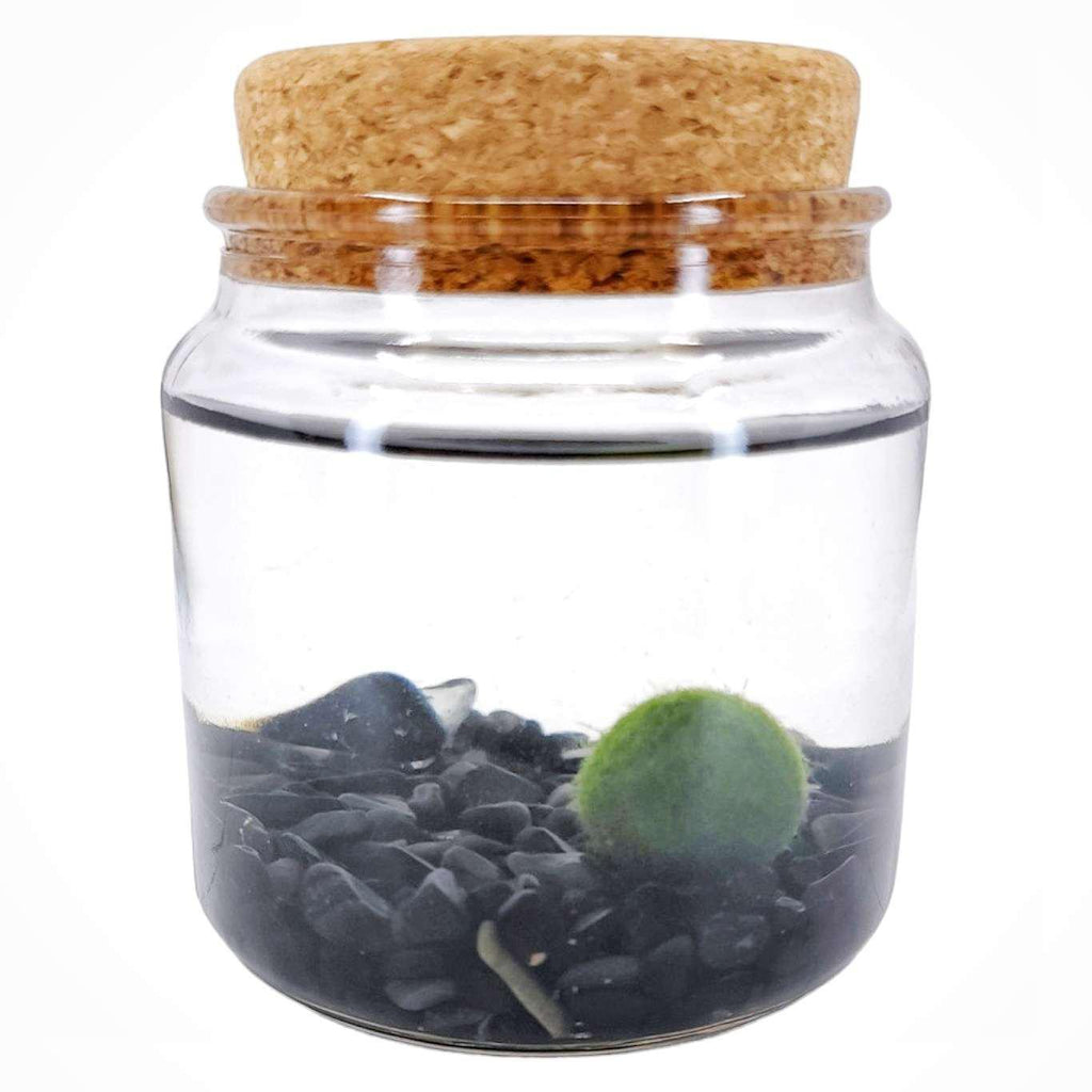 Plant Pet - Large - Amigo Moss Ball with Obsidian by Moss Amigos
