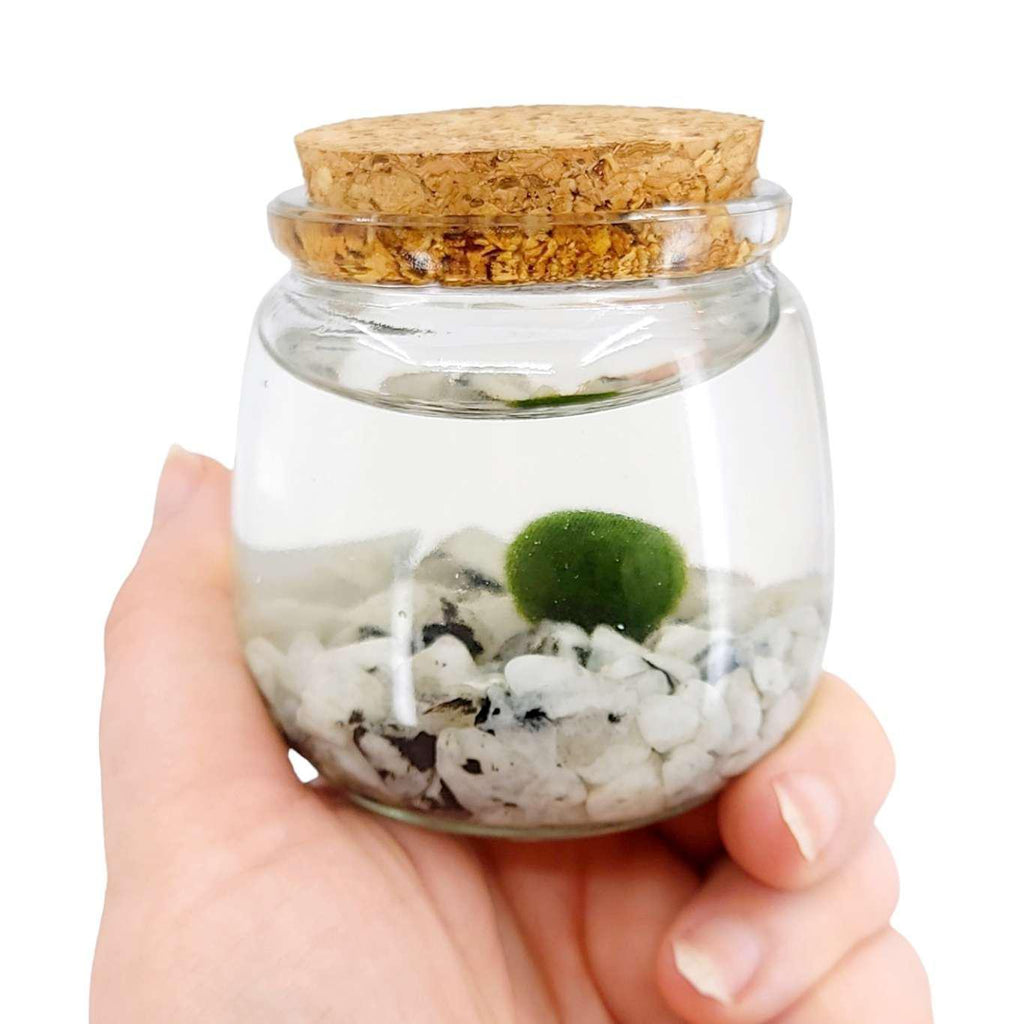 Plant Pet - Medium - Chico Moss Ball with Moonstone by Moss Amigos