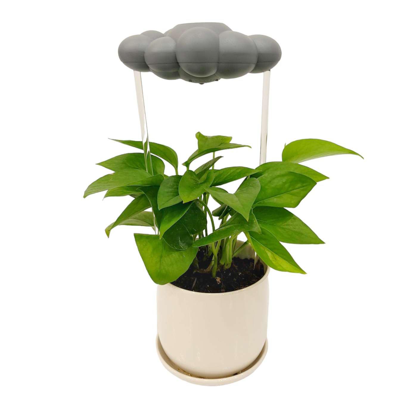 house plant that drips water Plant Waterer - Stormy Gray Dripping Rain Cloud by The Cloud Makers