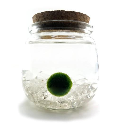 Plant Pet - Medium - Chico Moss Ball with Clear Quartz by Moss Amigos