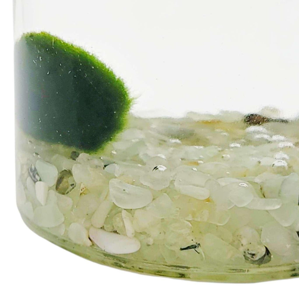 Plant Friend - Marimo Moss Ball (Prehnite) by The Handmade Showroom