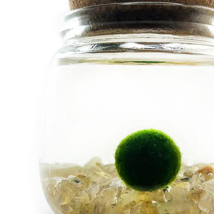 Plant Pet - Medium - Chico Moss Ball with Golden Quartz by Moss Amigos
