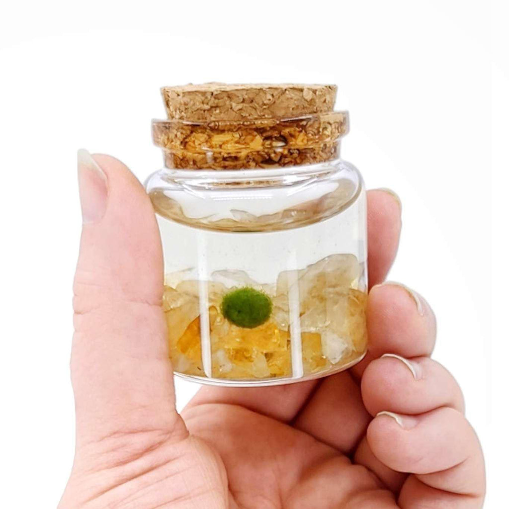 Plant Pet - Small - Rico Moss Ball with Citrine by Moss Amigos