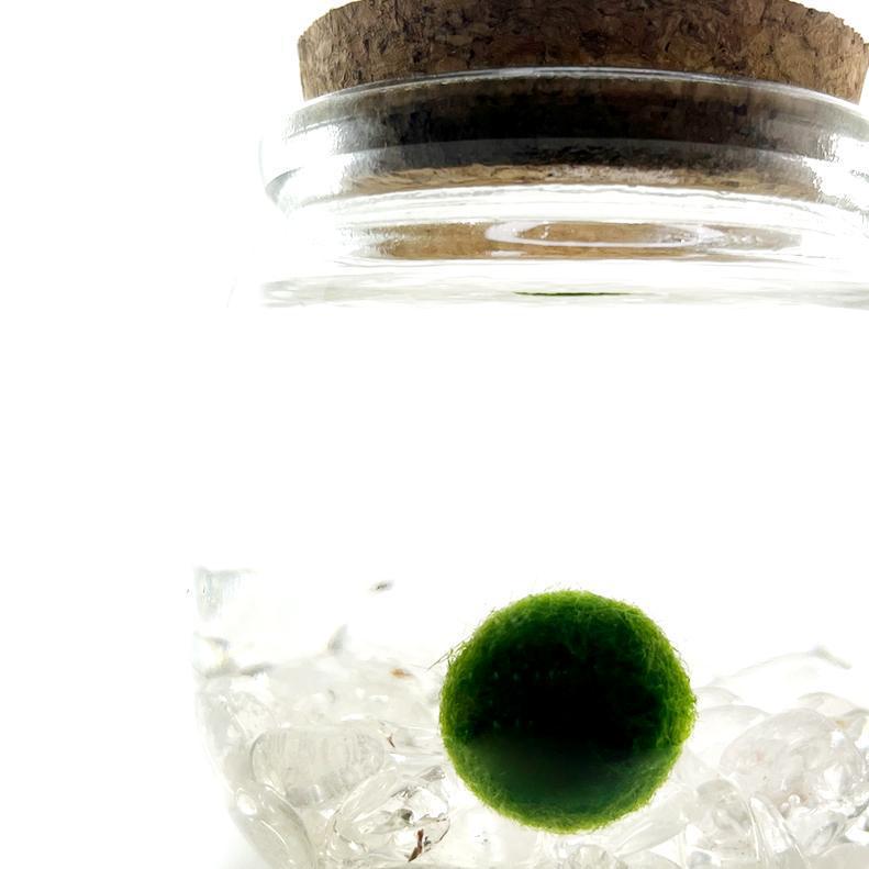 Plant Pet - Medium - Chico Moss Ball with Clear Quartz by Moss Amigos