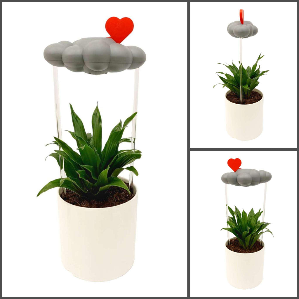 Bundle - Gray Cloud Plant Waterer with Choice of Charm by The Cloud Makers