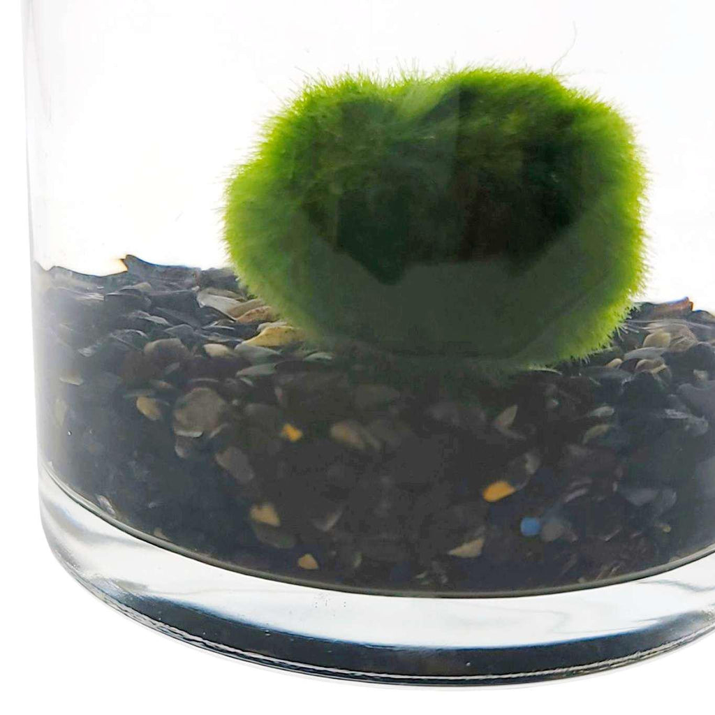 Plant Friend - Marimo Moss Ball (Black Onyx) by The Handmade Showroom
