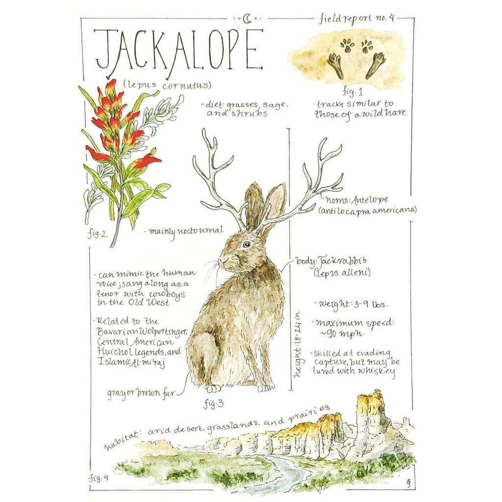 Art Print - 8x10 - Jackalope Field Notes by Lizzy Gass