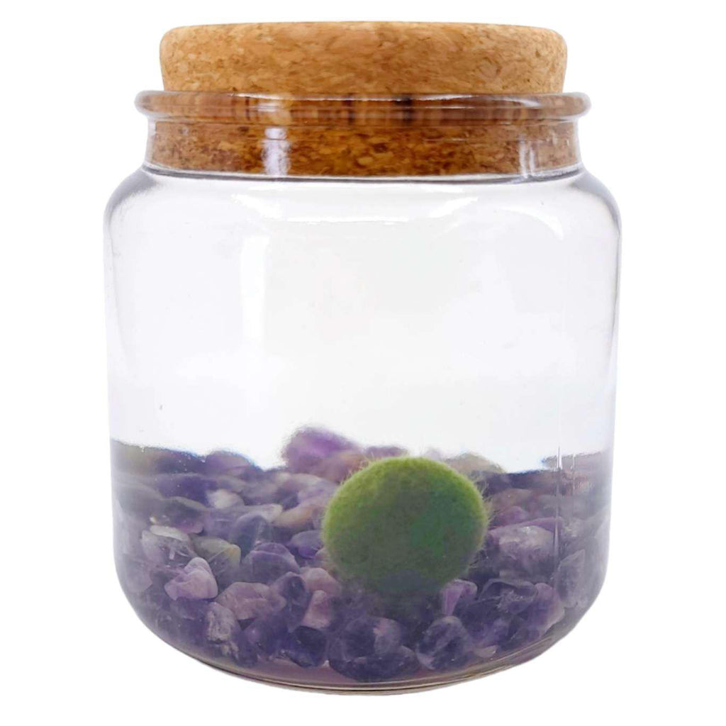 Plant Pet - Large - Amigo Moss Ball with Amethyst by Moss Amigos