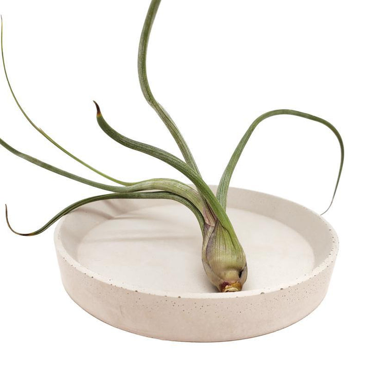 Tray - Sandstone Catch-All by Concrete Days