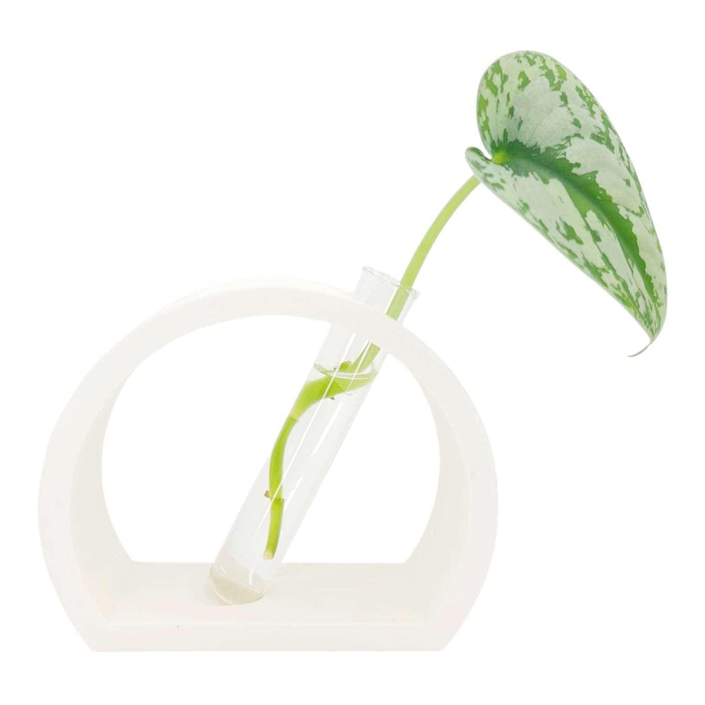 Vase - Half Moon Propagation Station (White) by Rosebud Homegoods