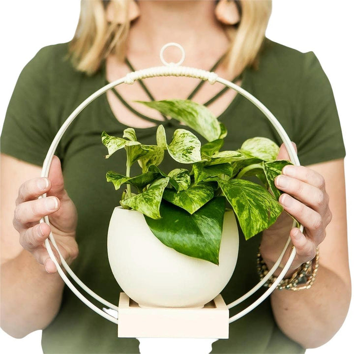 Plant Holder - Medium Frosted White Steel and Maple by Braid & Wood