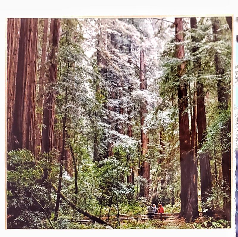 Framed Photo - Muir Woods - Tiny People in Big Places by Michaela Rose