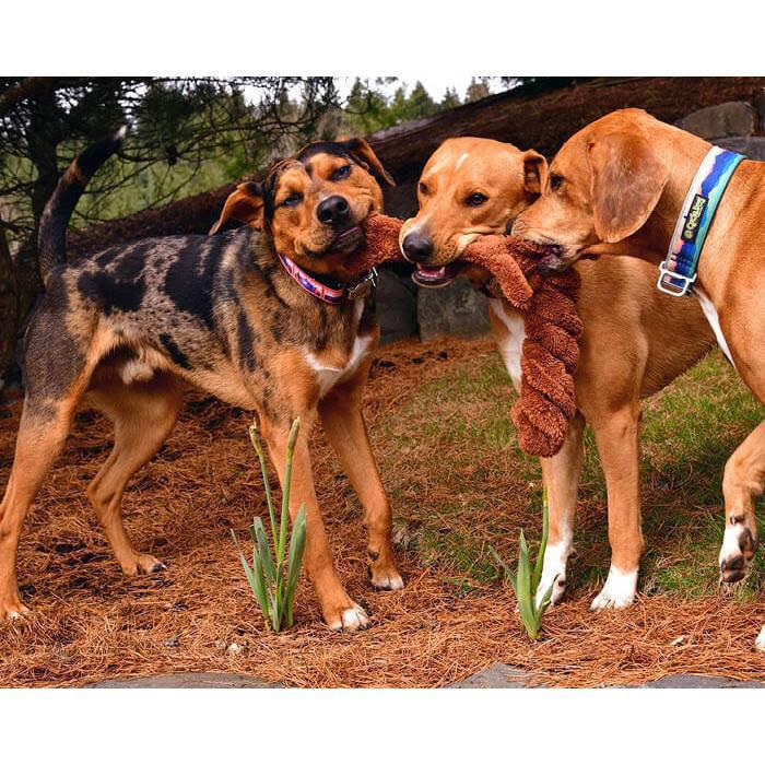 Dog Toy - Duraplush Springy Squirrel by Cycle Dog