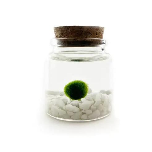 Plant Pet - Small - Rico Moss Ball with Classic White Stone by Moss Amigos