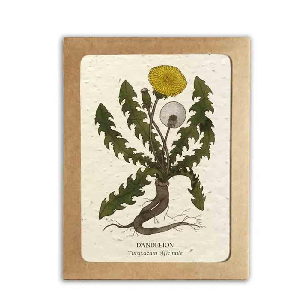 Card Set of 8 - Medicinal Plants Plantable Card Set by Small Victories (formerly The Bower Studio)