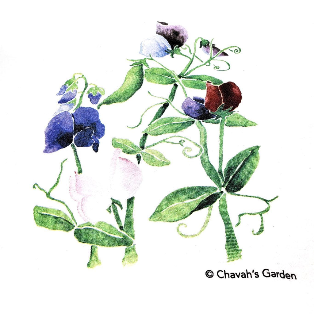Tea Towel - Sweet Pea by Chavah's Garden